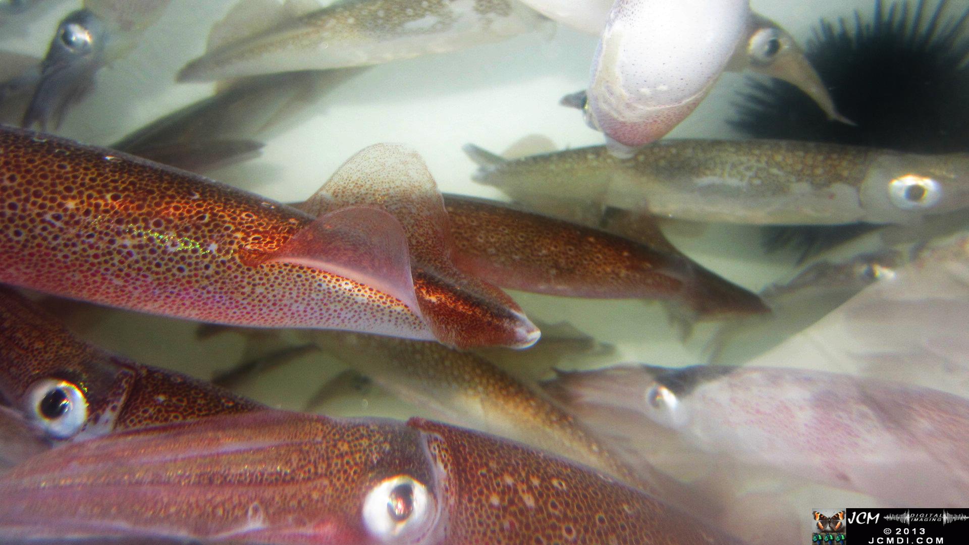 Strange little monsters � Opalescent Squid in bait tank